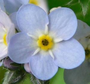 Dimanche Fleur Bleue : Le Myosotis