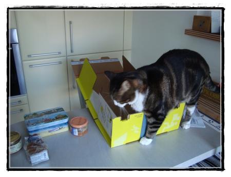 2011, Pirate continue de voyager.... 2011, Pirate continue de voyager....