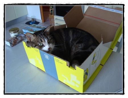 2011, Pirate continue de voyager.... 2011, Pirate continue de voyager....