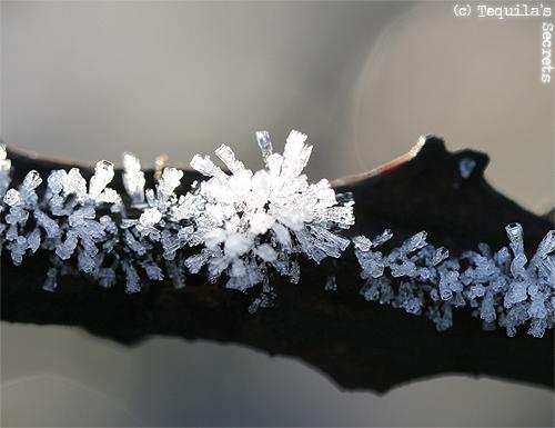 L'hiver et ses frimas. L'hiver et ses frimas.