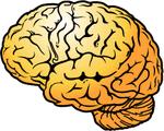 Le cerveau par Christine br