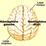Le cerveau par Christine ver2