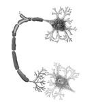 Le cerveau par Christine qfd