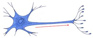 Le cerveau par Christine cel