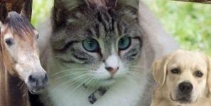 salon Salon des animaux – Ce week end sur Bordeaux (Ambares)