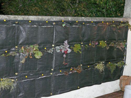 Mise en place des plantes du mur végétalisé...