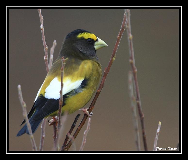 Oiseaux SPM Oiseaux SPM