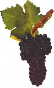 syrah dessin 184x300 histoire vigne vin  La Syrah d’ici et d’ailleurs