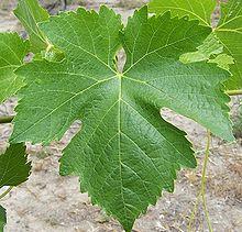 Syrah feuille wiki histoire vigne vin  La Syrah d’ici et d’ailleurs