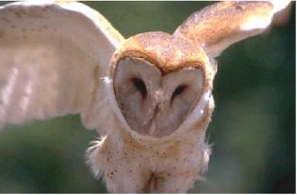 La chouette effraie La chouette effraie