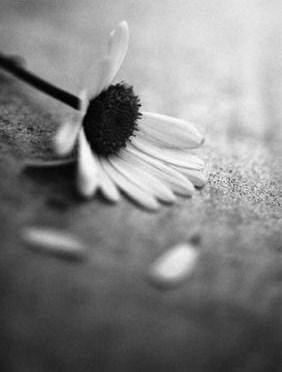 indifférence marguerite