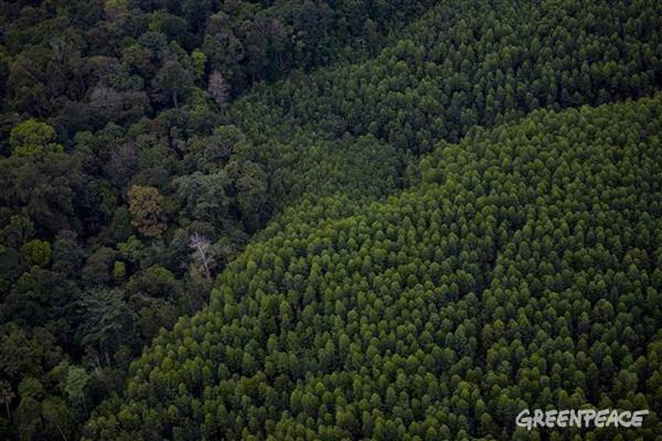 Forêts : Cancun, et après ?