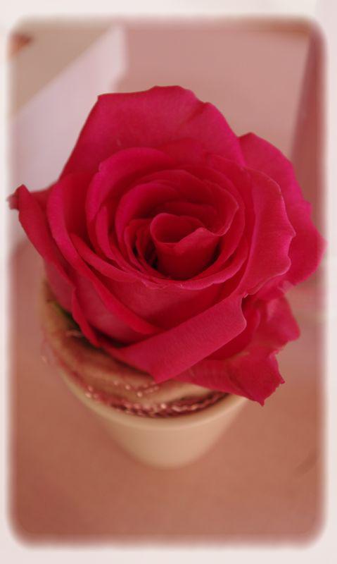 Baptême bapt_me_rose_097_modifi__1