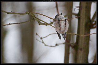 mesange_longue_queue-2 mesange_longue_queue-2