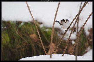 mesange_longue_queue-1 mesange_longue_queue-1