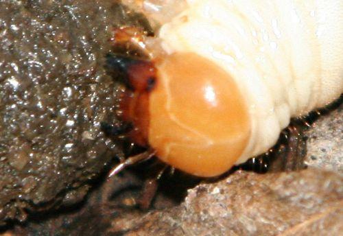 Larve de Cetonia aurata cetoine larve tête romi 8 jan p 080.jpg