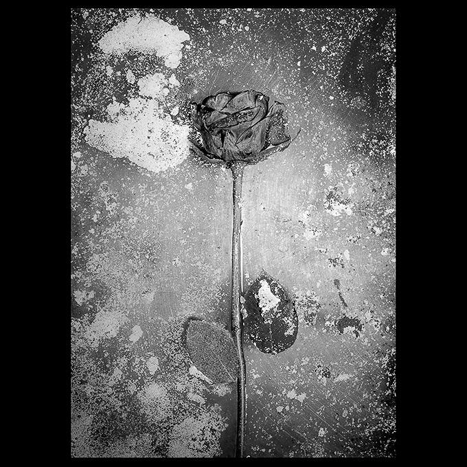 La fleur cueillie est devenue silence (Jean-François Mathé)