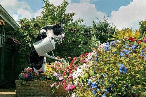chat jardin fleurs diligent housewife