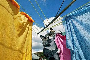 chat linge diligent housewife