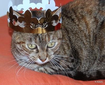 Nos amis les chats . Nos amis les chats .