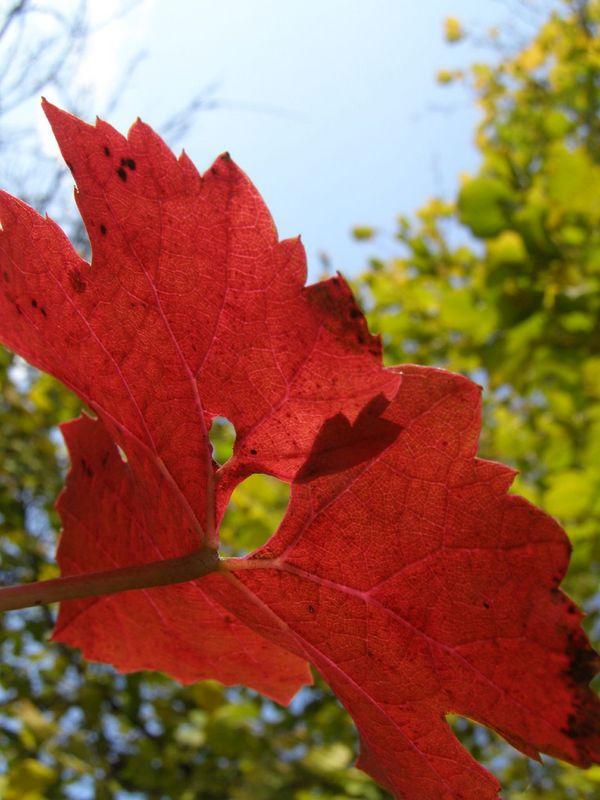 feuille rouge CETTE (Jean Mambrino)