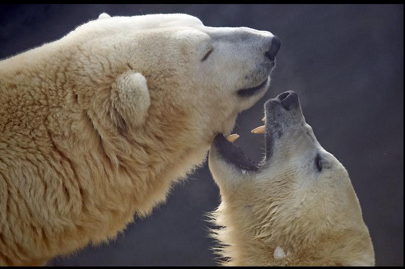 Moment insolite pour ces deux ours polaires, photographiés ici au zoo de Prague, capitale de la République tchèque, mardi 4 janvier. 
