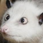 La nouvelle coqueluche du web, Heidi l’opossum qui louche