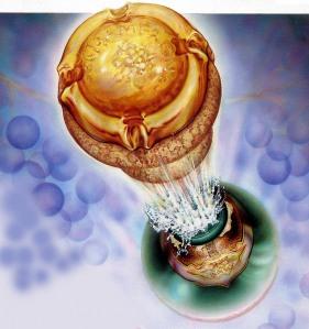 Champagne bouchon qui saute dessin Prédire ou prévoir ?