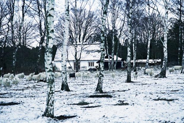 Designer et berger Designer et berger