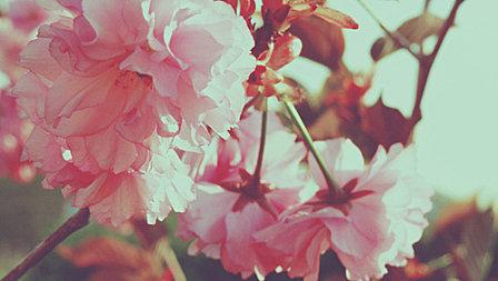 Inspirations printanières. 4541563216_bef859d34f_z_large.jpg