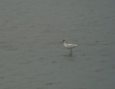 Les Oiseaux du Marais salant . Les Oiseaux du Marais salant .