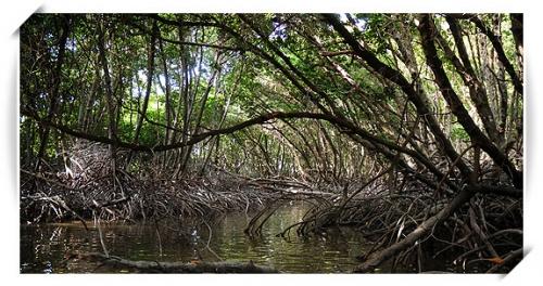 2011 sera l’année de l’Outre-mer outremer_mangrove.jpg