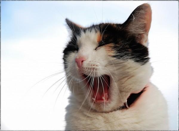 LES BAILLEMENTS 8521.jpg