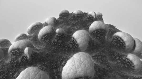 Evolving fractal landscape surface details 03 Evolving fractal landscape