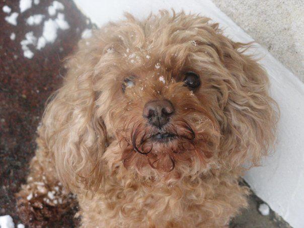 je t'aime mon chien malice