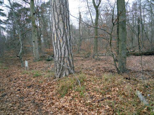 Laricio à Fontainebleau laricio al 21 jan 2011 003.jpg
