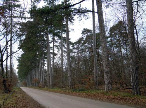 Laricio à Fontainebleau laricio 1 allée 21 jan 2011 006.jpg