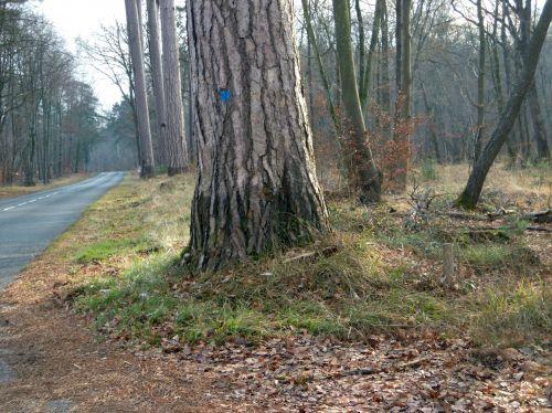 Laricio à Fontainebleau laricio gre 21 jan 2011 024.jpg