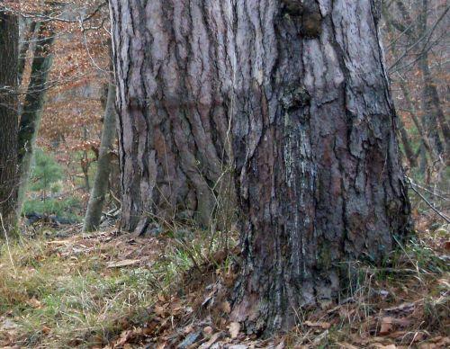 Laricio à Fontainebleau laricio greffe près 21 jan 2011 028.jpg