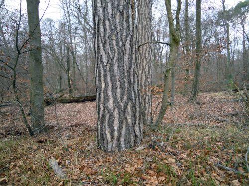 Laricio à Fontainebleau laricio al 21 jan 2011 002.jpg