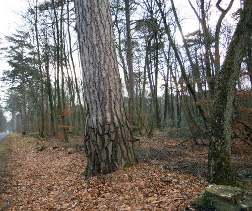 Laricio à Fontainebleau laricio gref 21 jan 2011 020.jpg