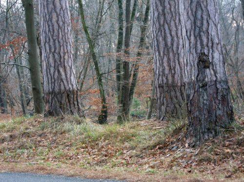 Laricio à Fontainebleau laricio gr 21 jan 2011 028.jpg