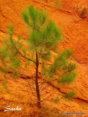 Risotto de petit épeautre , La vallée des Ocres Risotto de petit épeautre , La vallée des Ocres