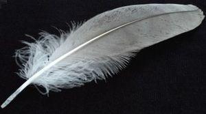 L'étang gelé 52085529 p