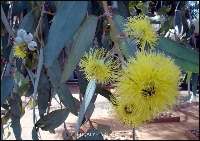 Alice Springs et les martiens