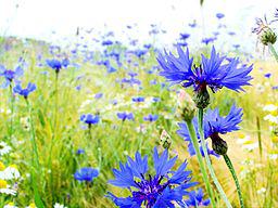 Dimanche Fleur Bleue : Le Bleuet XN Centaurea cyanus 00