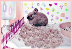 bunny-2.1294594533.jpg