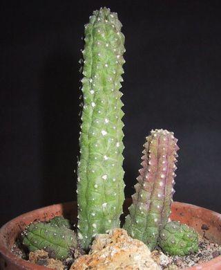 Cactées_02 Cactées_02