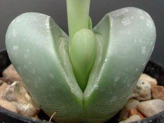 Plante-caillou_01 Plante-caillou_01