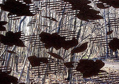 tabanou foret-copie-1.jpg